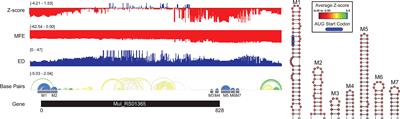 Analysis of key genes in Mycobacterium ulcerans reveals conserved RNA structural motifs and regions with apparent pressure to remain unstructured